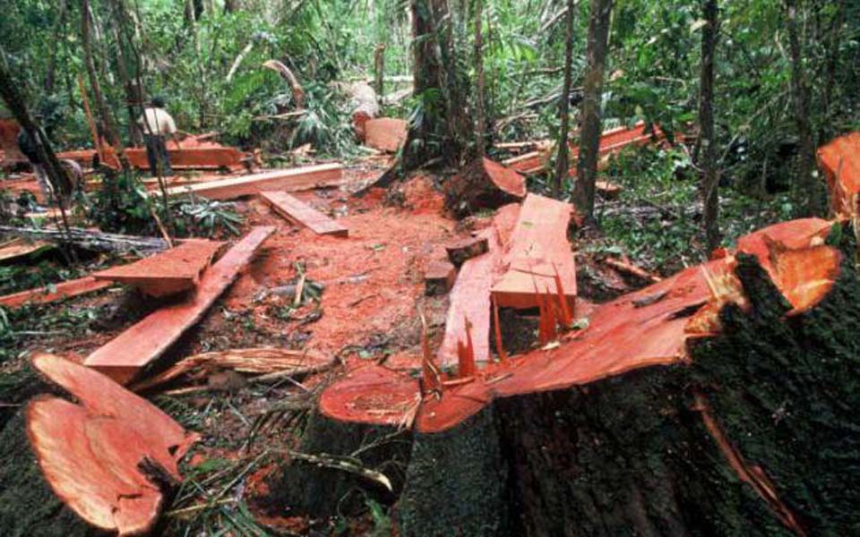 Illegal logging in Indonesia (Tribune)