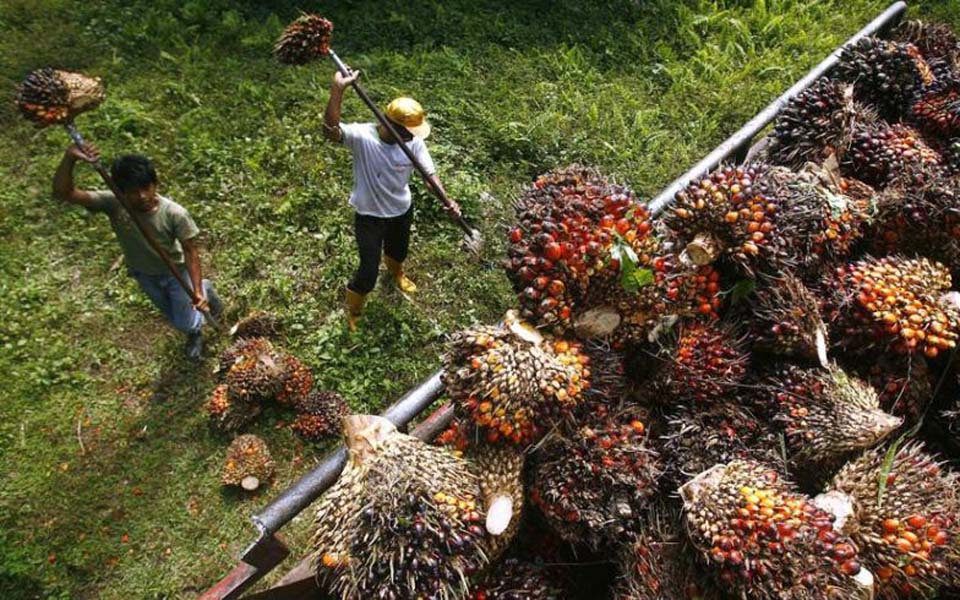 Plantation workers gather palm oil fruits (okezone)