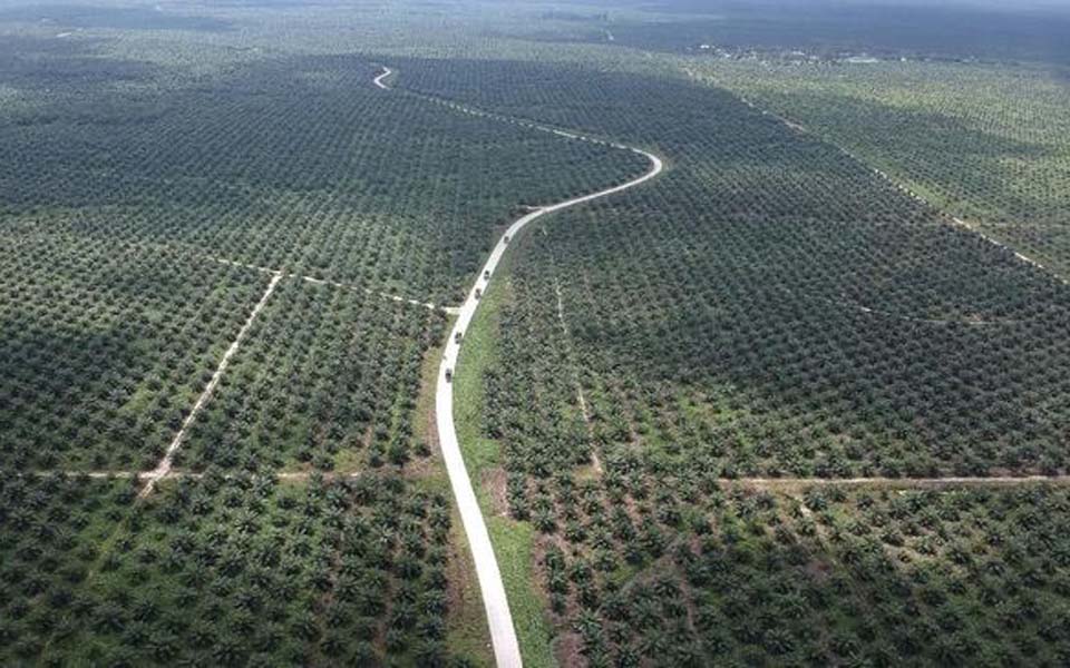 View of palm oil plantation from the air (Antara)