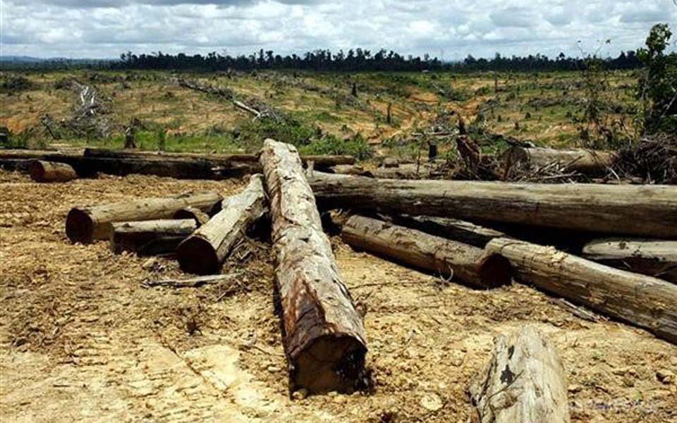 Clear felling for palm oil plantations in East Kalimantan - Undated (Somniumest)